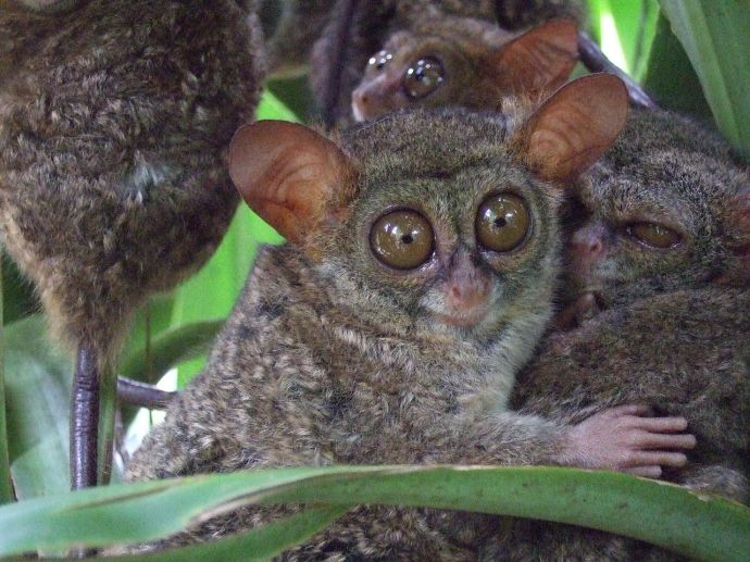 tarsier